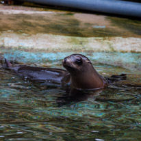 Chessington Park - 05 April 2014 / Sea Lions