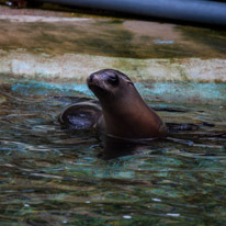 Chessington Park - 05 April 2014 / Sea Lions