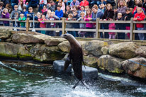 Chessington Park - 05 April 2014 / Sea Lions