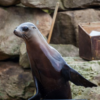 Chessington Park - 05 April 2014 / Sea Lions