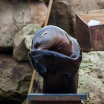 Chessington Park - 05 April 2014 / Sea Lions