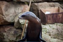 Chessington Park - 05 April 2014 / Sea Lions