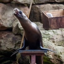 Chessington Park - 05 April 2014 / Sea Lions