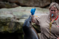 Chessington Park - 05 April 2014 / Sea Lions