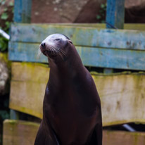 Chessington Park - 05 April 2014 / Sea Lions