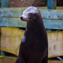 Chessington Park - 05 April 2014 / Sea Lions