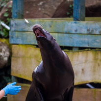 Chessington Park - 05 April 2014 / Sea Lions