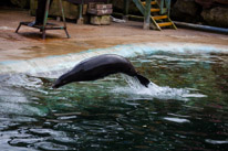 Chessington Park - 05 April 2014 / Sea Lions