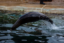 Chessington Park - 05 April 2014 / Sea Lions