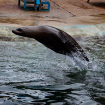 Chessington Park - 05 April 2014 / Sea Lions