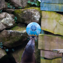 Chessington Park - 05 April 2014 / Sea Lions