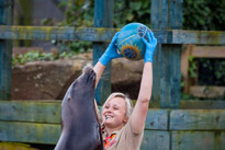 Chessington Park - 05 April 2014 / Sea Lions