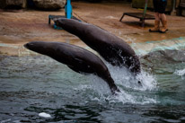 Chessington Park - 05 April 2014 / Sea Lions