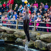 Chessington Park - 05 April 2014 / Sea Lions