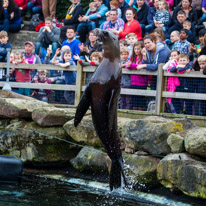 Chessington Park - 05 April 2014 / Sea Lions