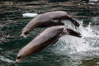 Chessington Park - 05 April 2014 / Sea Lions