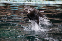 Chessington Park - 05 April 2014 / Sea Lions