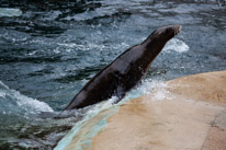 Chessington Park - 05 April 2014 / Sea Lions