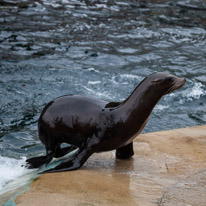 Chessington Park - 05 April 2014 / Sea Lions