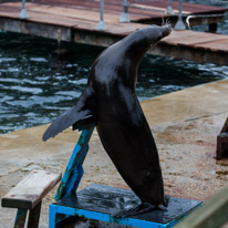 Chessington Park - 05 April 2014 / Sea Lions