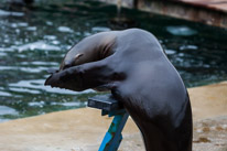 Chessington Park - 05 April 2014 / Sea Lions