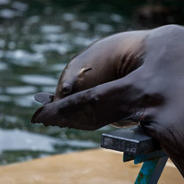 Chessington Park - 05 April 2014 / Sea Lions