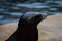 Chessington Park - 05 April 2014 / Sea Lions