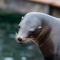 Chessington Park - 05 April 2014 / Sea Lions