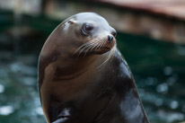 Chessington Park - 05 April 2014 / Sea Lions