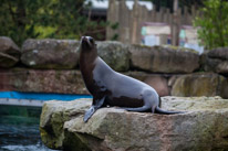 Chessington Park - 05 April 2014 / Sea Lions