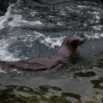 Chessington Park - 05 April 2014 / Sea Lions