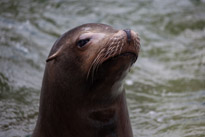 Chessington Park - 05 April 2014 / Sea Lions