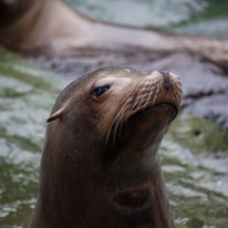 Chessington Park - 05 April 2014 / Sea Lions