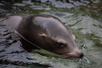 Chessington Park - 05 April 2014 / Sea Lions