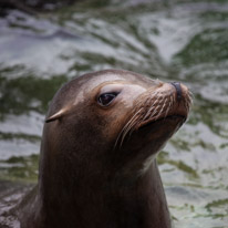 Chessington Park - 05 April 2014 / Sea Lions