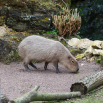 Chessington Park - 05 April 2014 / Capybara