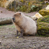 Chessington Park - 05 April 2014 / Capybara