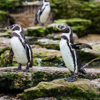 Chessington Park - 05 April 2014 / Pinguins