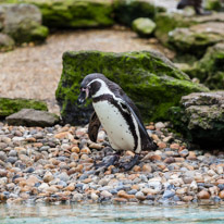 Chessington Park - 05 April 2014 / Pinguins