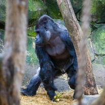 Chessington Park - 05 April 2014 / Gorillas