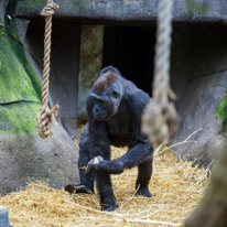 Chessington Park - 05 April 2014 / Gorillas