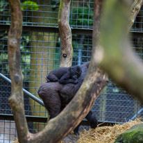 Chessington Park - 05 April 2014 / Gorillas