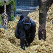 Chessington Park - 05 April 2014 / Gorillas