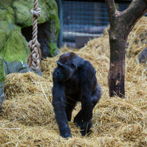 Chessington Park - 05 April 2014 / Gorillas