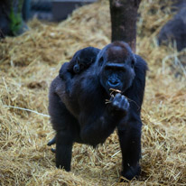 Chessington Park - 05 April 2014 / Gorillas