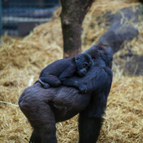 Chessington Park - 05 April 2014 / Gorillas