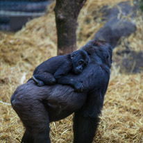 Chessington Park - 05 April 2014 / Gorillas