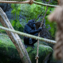 Chessington Park - 05 April 2014 / Gorillas