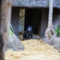 Chessington Park - 05 April 2014 / Gorillas