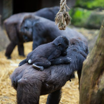 Chessington Park - 05 April 2014 / Gorillas